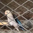 زوج روز