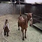 للبيع عنز مشروكه