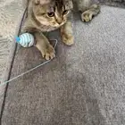 قطوه اسكتلنديه