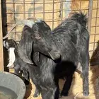 عنز متبع بتيس