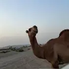 قعود ساحلي كفو