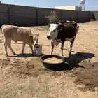 بقرة المانية