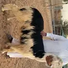 مشروع فحل نجدي