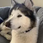 كلب هسكي ضايع بحطين يوجد مكافأة مالية