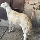 مشروع فحل صنف حري