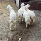 ثلاثه خرفان ورخل