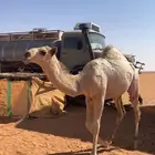 للبيع بكره باتليه كفوو وعلى جميع الشروط