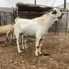 جفرر صنف اصنف العمر شهرين ابوه موضح في اصوره الموقع نااوان