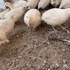 سمان