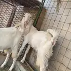 تيس و جفرة العمر من اربع الي خمس شهور للبيع