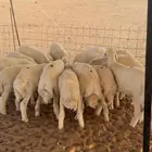بهم حري