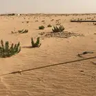 أسطبل خيل بنادي الفروسيه بالمجمعه المساحه 2500 م على شارعين