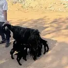 عنز والد معها ثلاث جفار روم وسلم شرط