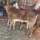 معزا دفيع العدد 4