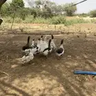 وز بلدي للبيع