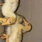 أربع بط للبيع
