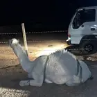 قعدان للبيع جمله او تفريد