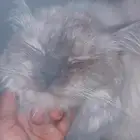 قط هجين راغدول وهملايا للتبني