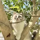 تزاوج أنثى راغدول