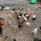 دجاج بلدي(تم البيع )