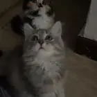 قطط للتبني المستعجل