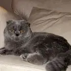 سكوتش فولد ذكر ((للتزاوج فقط))