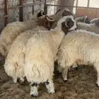 طليان ذبايح للبيع