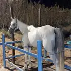حصان شعبي عمره من 8 الا 9 سنوات