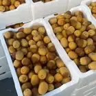 روثانه فاخره