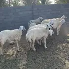 غنم حريات للبيع