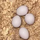 زوج كروان مع 4 بيض مخصب