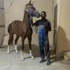 حصان شعبي ركوب