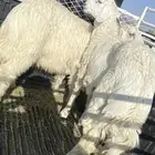 2 كباش نظيفه شرط