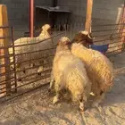 خرفان نعيم