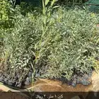 شتلات كين كافور 1 متر وأكثر