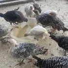 دجاج بلدي