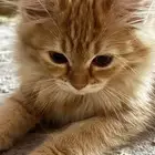 قطط تبني