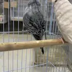 جوز انجلينزي بادجي