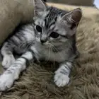 قط   ..