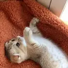 قطه للبيع