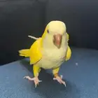 بغبغاء كويكر لاتينو اليف هدد