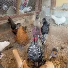 دجاج كويتي حباحب للبيع