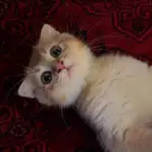 سكوتش فولد