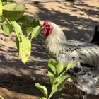اعرض لكم دجاج براهمه