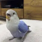 روز اليف مره شبه مفطوم هدد دخلي نشبه يعرف اسمه