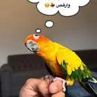 صن كنيور اليف ولعوب ويرقص ومتكلم
