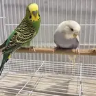 زوج بادجي منتج (عرض خاص)
