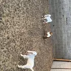 دواغير طيبه