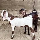 عناق