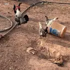 دجاج للبيع